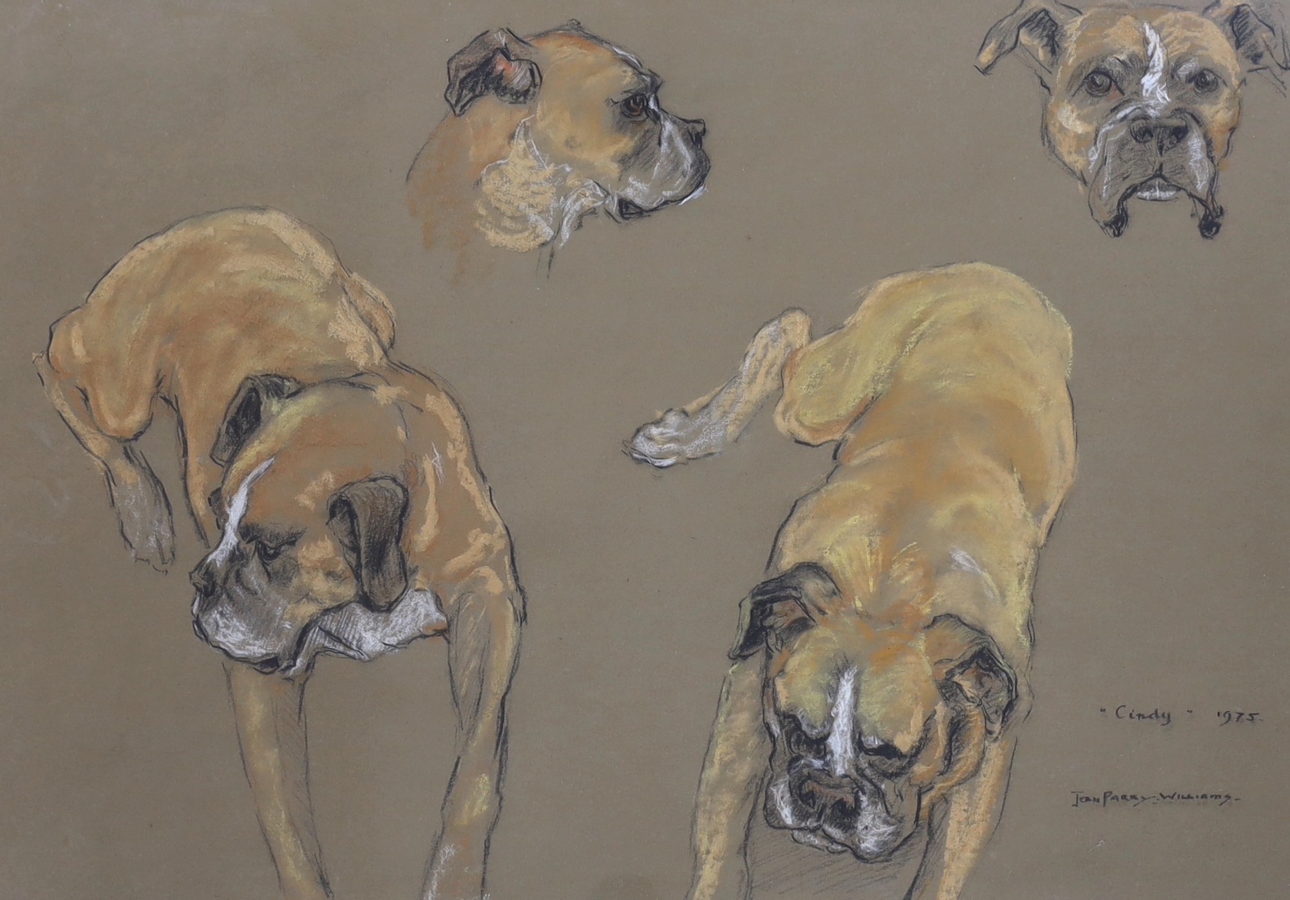 Jean Parry-Williams (1918-2010), pastel, Studies of a Boxer dog, 'Cindy', signed and dated 1975, 50 x 69cm